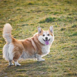 pembroke-welsh-corgi-7812436_1280